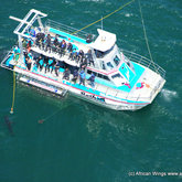 Shark cage diving from above